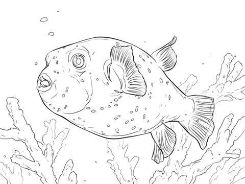 Black Spotted Puffer Coloring Page